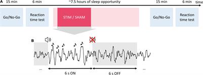 Boosting Recovery During Sleep by Means of Auditory Stimulation